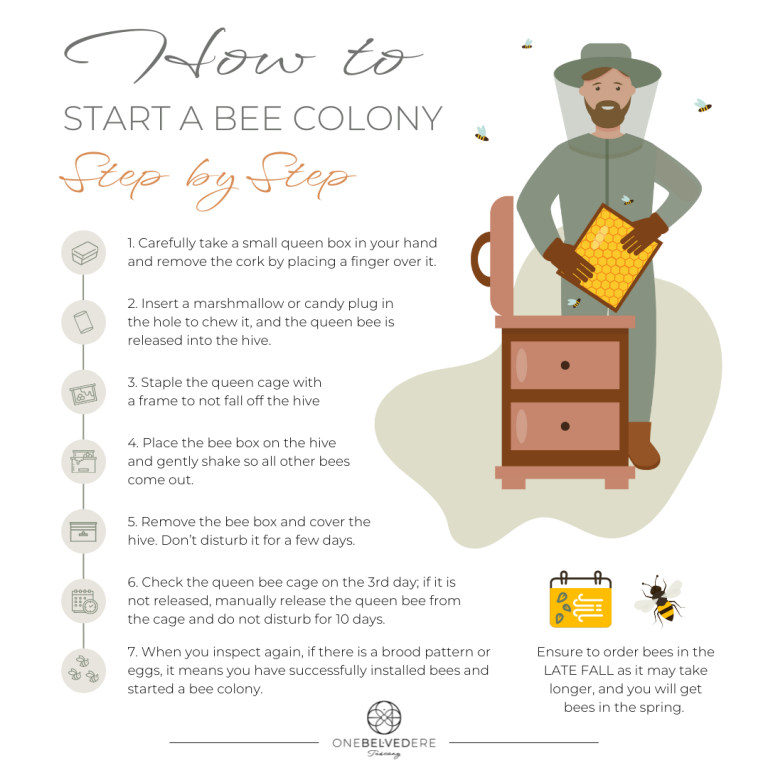 1-How-to-Start-a-Bee-Colony.png