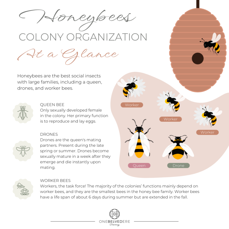2-Honeybees-Colony-Organization.png