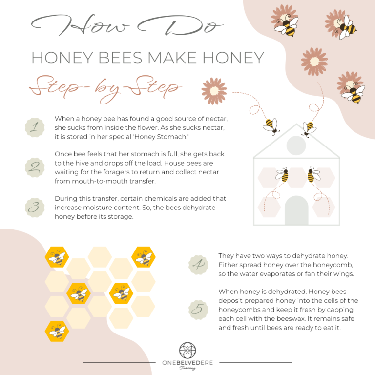 3-Steps-How-Honeybees-Make-Honey.png