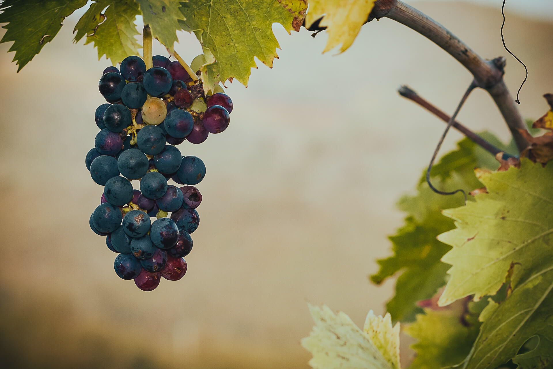 A close-up photo of a cluster of ripe, blue-gray grapes hanging from a vine. Lush green leaves surround the grapes, creating a vibrant contrast