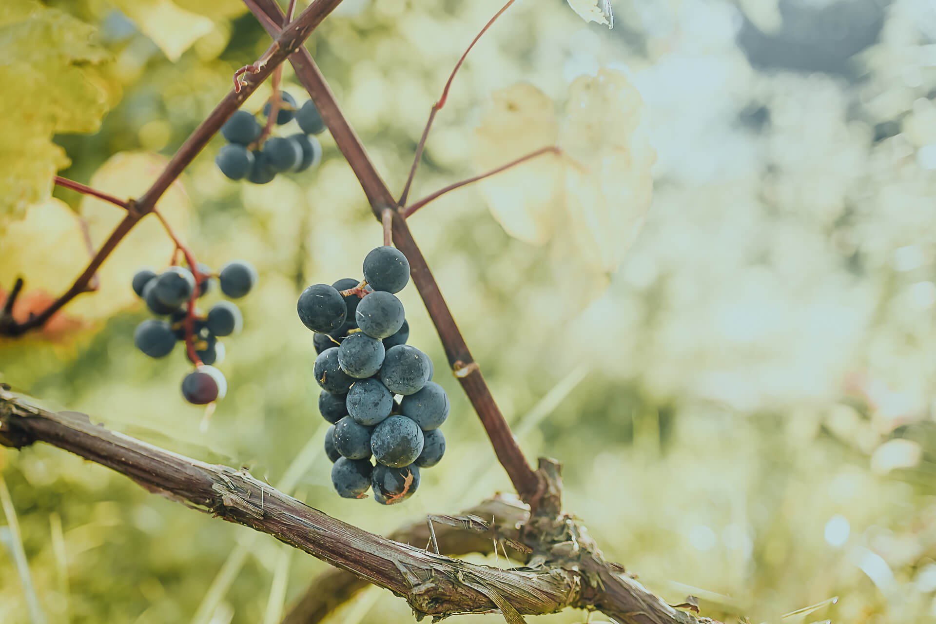 A close-up photo of a cluster of ripe, blue-gray grapes hanging from a vine. Lush green leaves surround the grapes, creating a vibrant contrast.