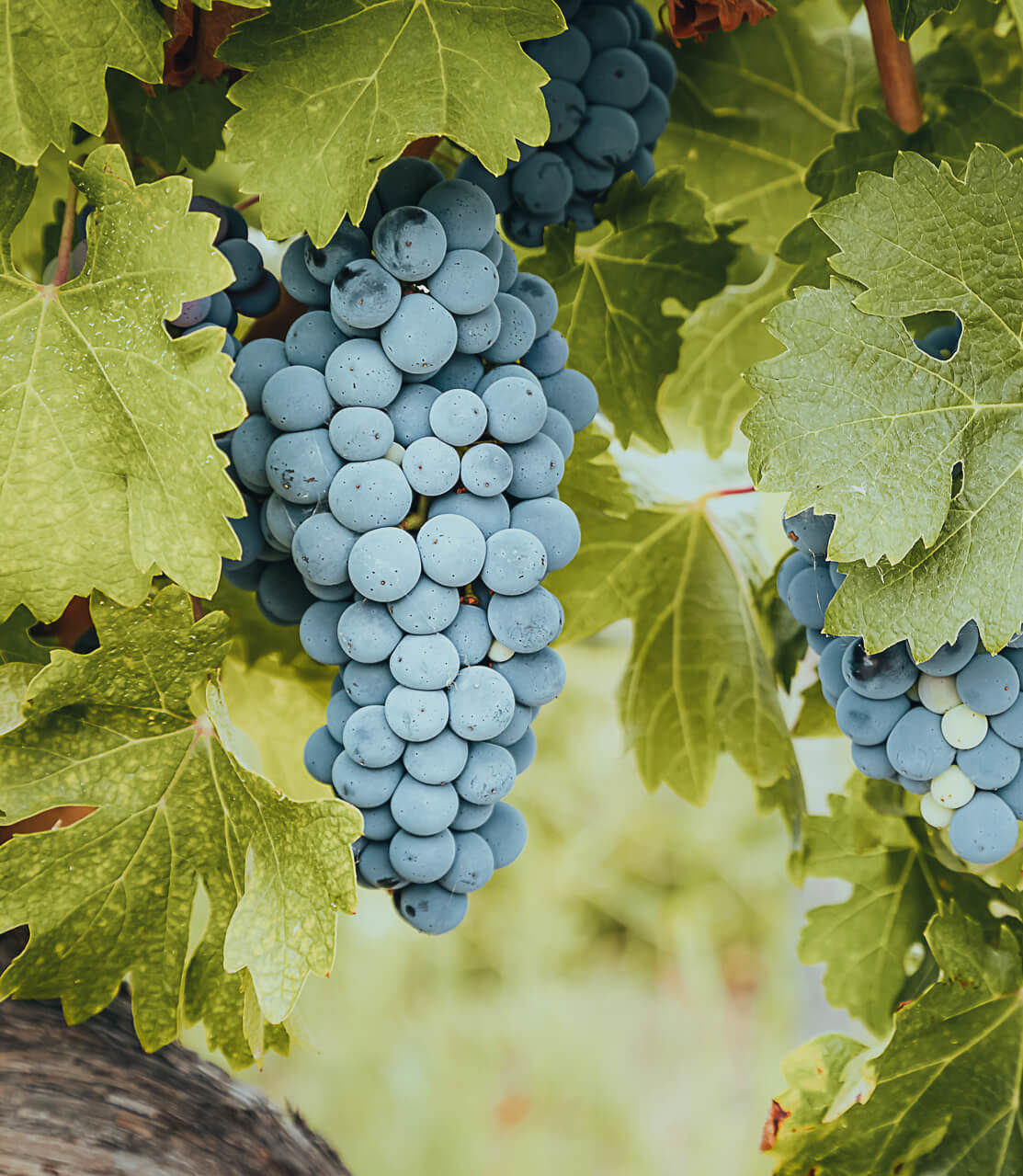 A close-up photo of a cluster of ripe, blue-gray grapes hanging from a vine. Lush green leaves surround the grapes, creating a vibrant contrast