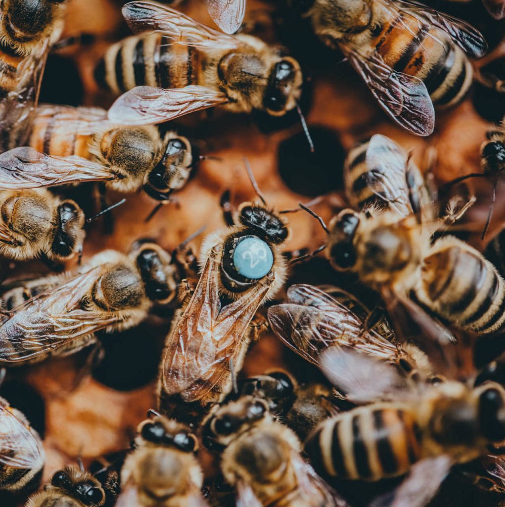 The buzzing world of honeybees: a honey production guide