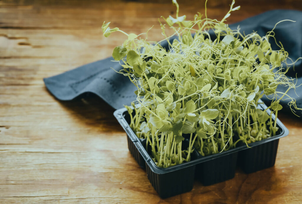 Fresh pea sprouts grown at One Belvedere regenerative organic farm