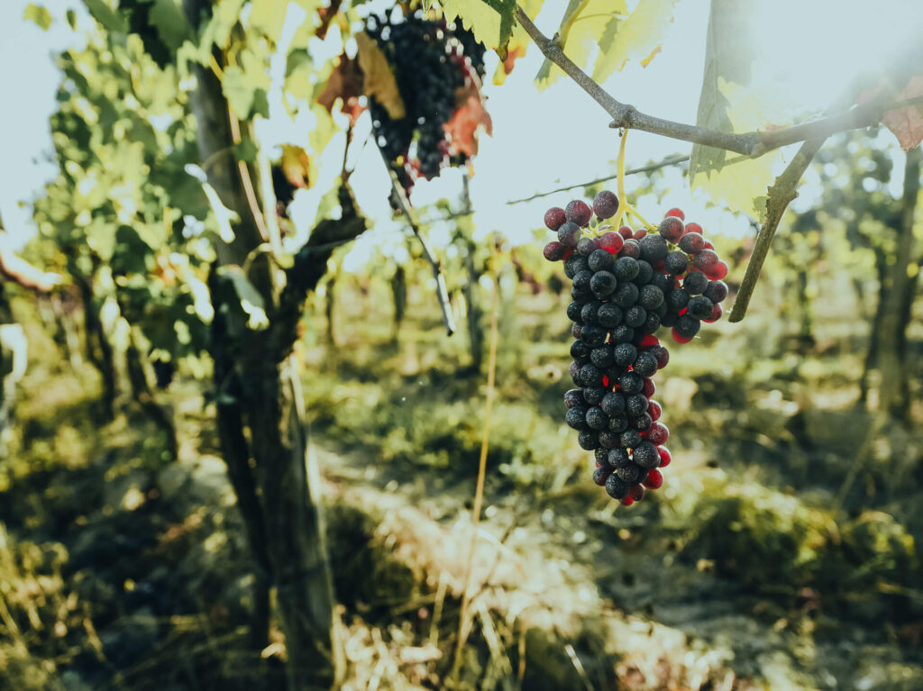 The beautiful warmth of the sun shines through, giving the rows of grapevines a cozy feel at One Belvedere Tuscany.