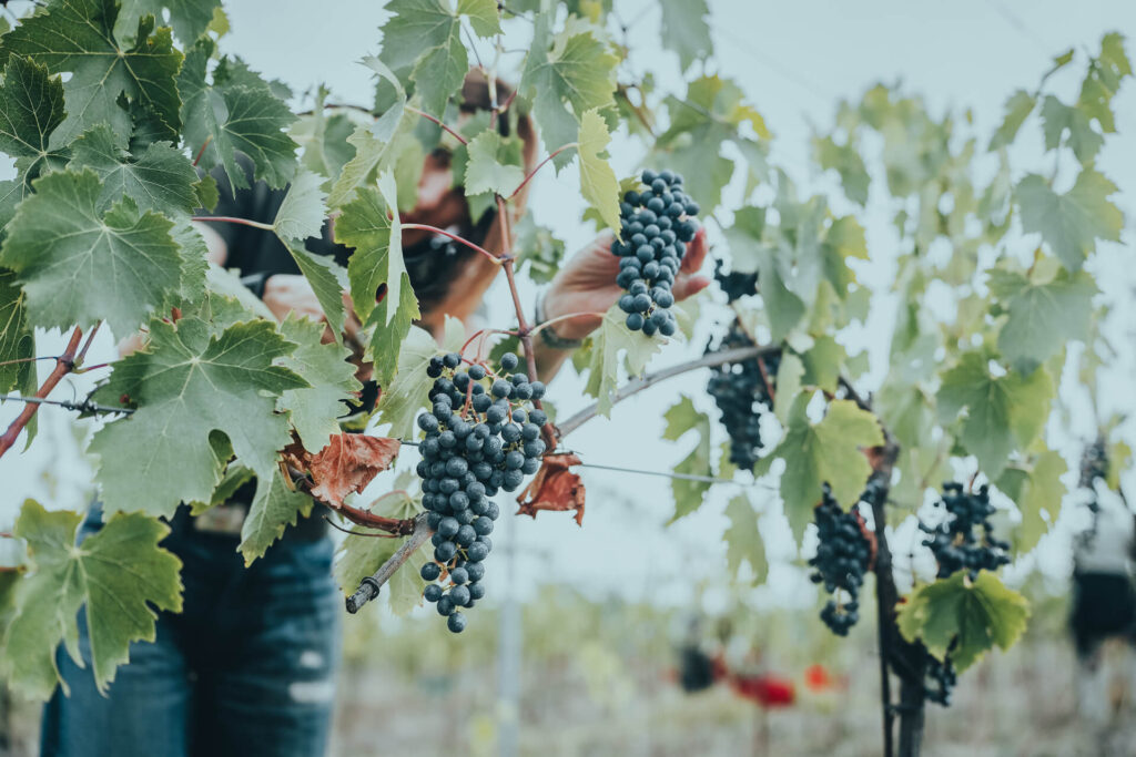 Close-up of ripe Sangiovese grapes being hand-picked in the vineyard during the end of harvest at One Belvedere Tuscany.