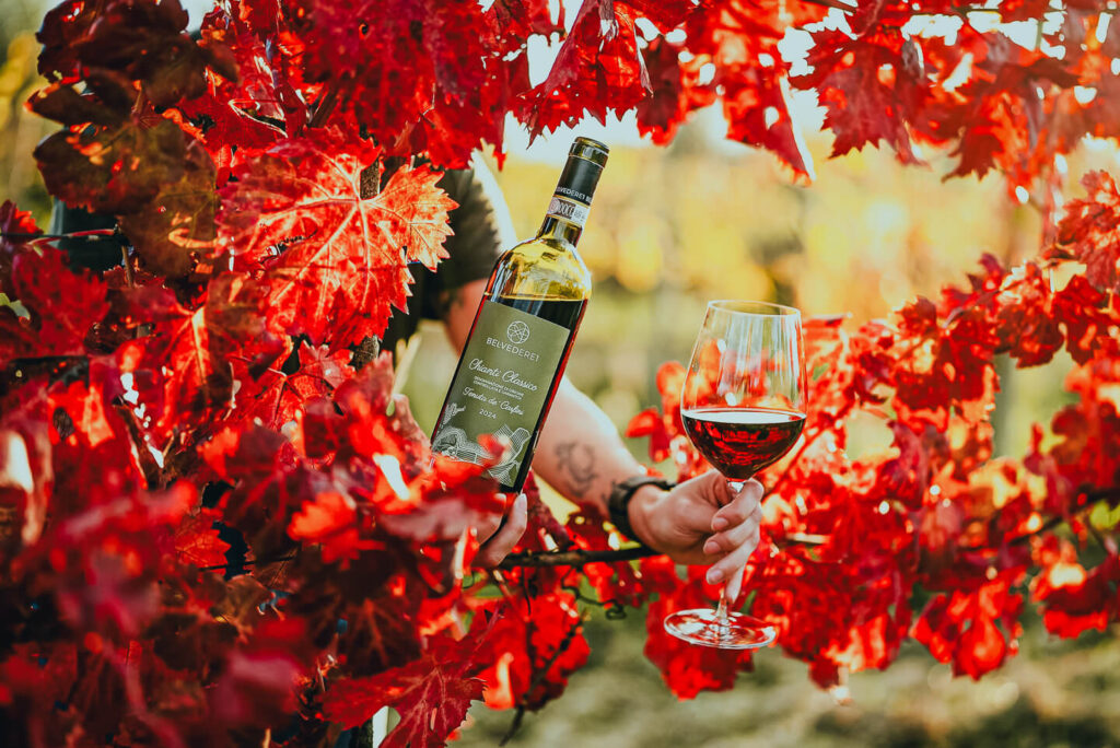 Winemaking at Belvedere 1 in Tuscany : A bottle and glass of Belvedere 1 Chianti Classico wine held among vibrant red autumn vineyard leaves during golden hour in Tuscany.