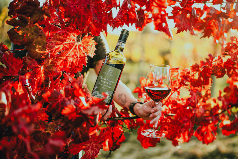Winemaking at Belvedere 1 in Tuscany : A bottle and glass of Belvedere 1 Chianti Classico wine held among vibrant red autumn vineyard leaves during golden hour in Tuscany.