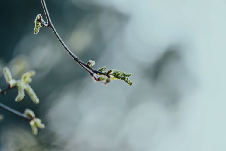 Spring vine bud in Tuscany marking the beginning of the growing season