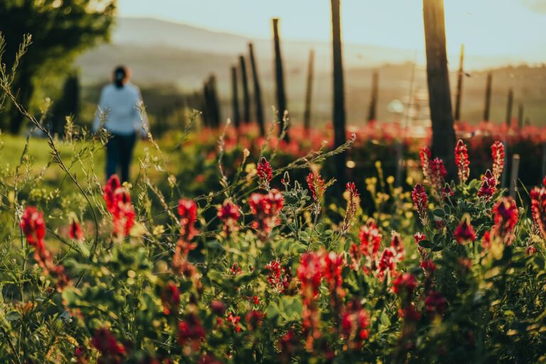 Wildflowers blooming beside vineyard rows at sunset in the Tuscan countryside at One Belvedere Tuscany