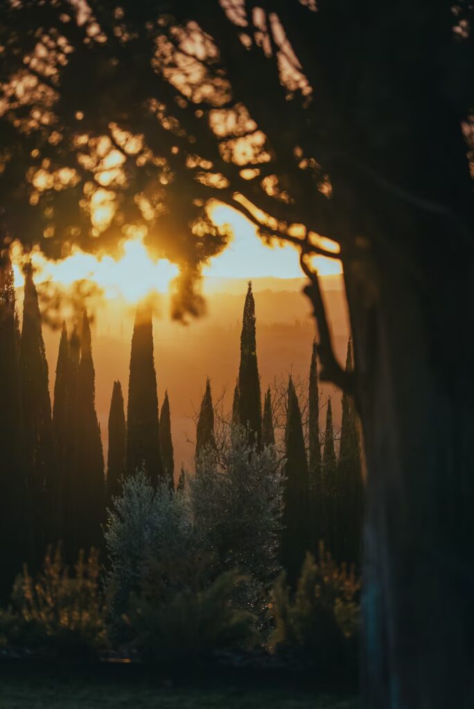 Tuscany wellness escape illuminated by golden sunlight filtering through cypress trees, creating a peaceful atmosphere across the Tuscan countryside at sunset.