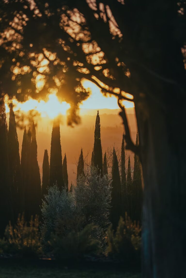 Tuscany wellness escape illuminated by golden sunlight filtering through cypress trees, creating a peaceful atmosphere across the Tuscan countryside at sunset.