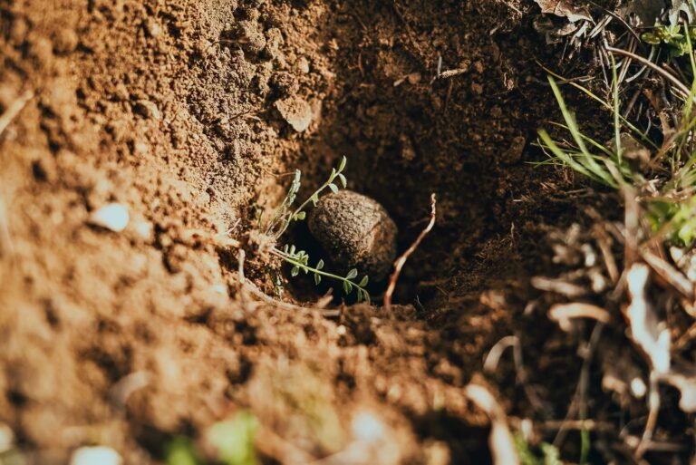 Fresh black truffle uncovered in the soil during truffle hunting in Tuscany at One Belvedere Tuscany.