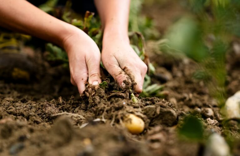Hands harvesting potatoes from healthy soil in the kitchen garden at One Belvedere Tuscany.