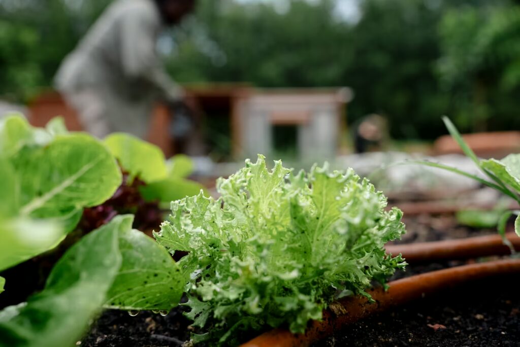 Fresh lettuce growing in the garden at One Belvedere Tuscany, reflecting the International Day of Awareness of Food Loss and Waste through seasonal cultivation.