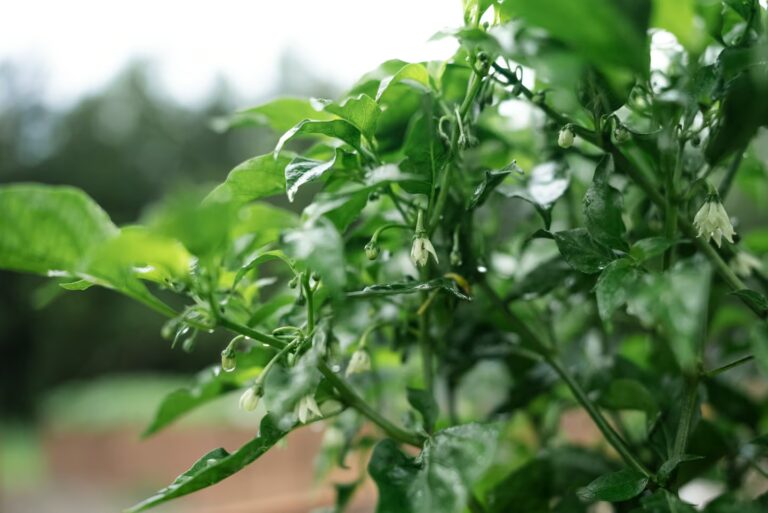 Pepper plant blossoms growing in the regenerative garden at One Belvedere Tuscany, nourished by the natural rhythms of the Tuscan countryside