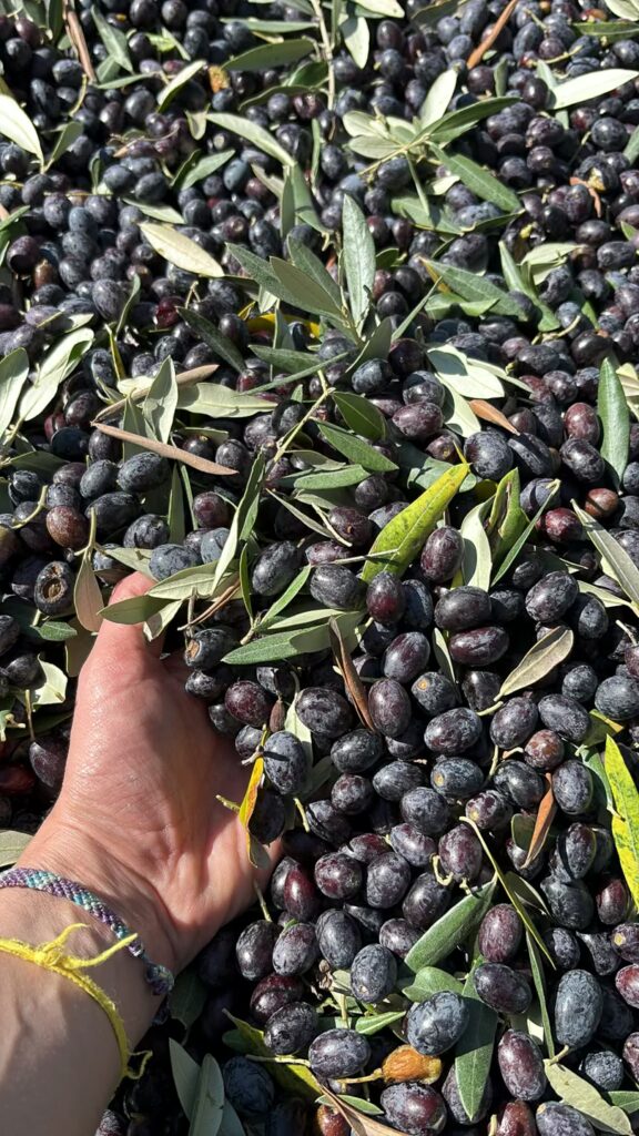 A hand holding freshly gathered black olives and leaves during the olive harvest 2026 in Tuscany.