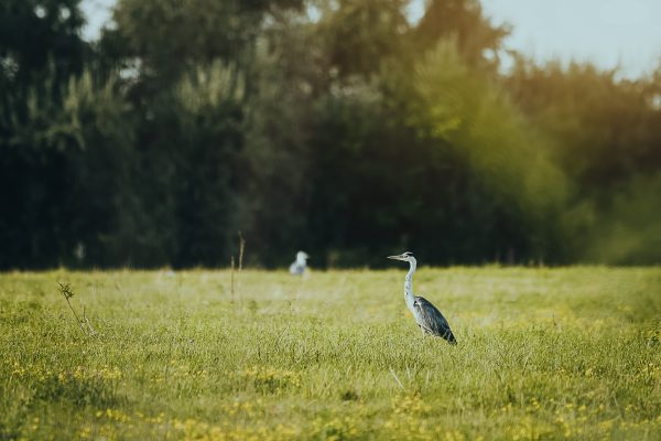 grey-heron-2022-12-17-04-10-56-utc-1.jpg